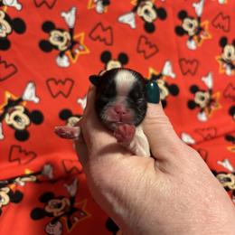 Nix - Red and white female Shih Tzu puppy in Sharon, Pennsylvania from Keystone Danes and Shih tzus