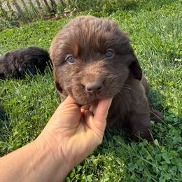 White - Brown female Newfoundland puppy in Great Falls, Montana from True North Newfoundlands