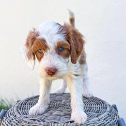 Celine - Parti female Goldendoodle puppy in Woodland Hills, Utah from The Fairy Paw Mother