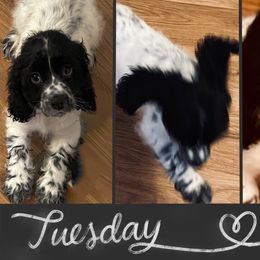 Cocker Spaniel Puppies from Angelic Cocker’s