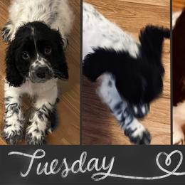 Cocker Spaniel Puppies from Angelic Cocker’s