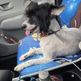 Light My Fire - White and black Chinese Crested puppy in Savannah, Georgia from Dragonwing Kennel