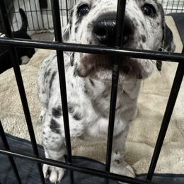 Great Dane Puppies from Denver Danes