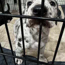 Great Dane Puppies from Denver Danes