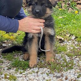German Shepherd Puppies from von Fenja German Shepherd Dogs