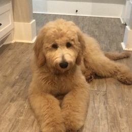 Goldendoodle Puppies from Penny Doodles