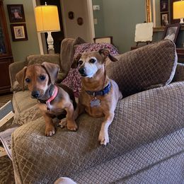 Dachshund Puppies from MNE Miniature Dachshunds