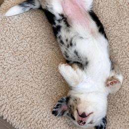 KC - Blue merle and white female Cardigan Welsh Corgi puppy in Kerens, West Virginia from Leather & Lace