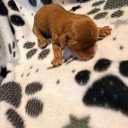 Donner - Ruby male Cavalier King Charles Spaniel puppy in Destin, Florida from Ruby’s Coastal Cavaliers