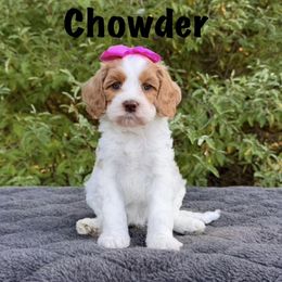 Monarch Chowder - Caramel red female Australian Labradoodle puppy in Rochester, Michigan from Monarch Labradoodles