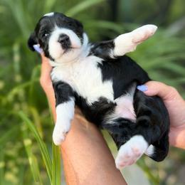 Baltic - Black and white female Bernedoodle puppy in Russellville, Arkansas from Crossgate Doodles
