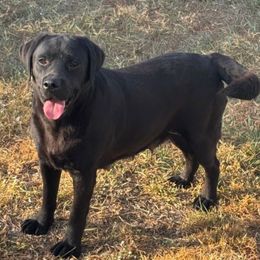 Bony - Labrador Retriever