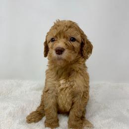 Copper - Red  male Goldendoodle puppy in Calhoun, Georgia from FamilyLoved Doodles