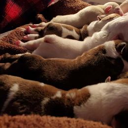 English Bulldog Puppies from Exact Classic Bulldogs