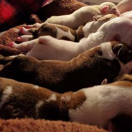 English Bulldog Puppies from Exact Classic Bulldogs
