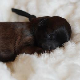 Sneezy (Black Collar) - Black male Shihpoo puppy in Las Vegas, Nevada from Plush Toy Poodle Puppies & Pals
