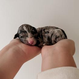Jonas - Merle male Sheepadoodle puppy in Wabash, Indiana from DOODCompany