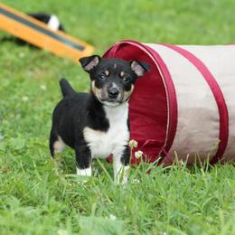 Rat Terriers from Spring Hill Rat Terriers
