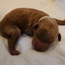 Big Mama - Red  female Poodle puppy in San Tan Valley, Arizona from Desert Storm Poodles