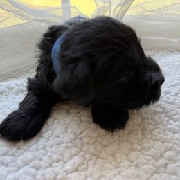 Blue collar - Black male Miniature Schnauzer puppy in Smyrna, Tennessee from Moore's Miniature Schnauzers
