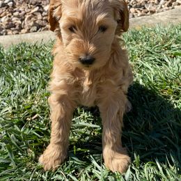 Goldendoodle Puppies from Rylaarsdam Doodles