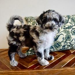 Gustav (Klimt) - Blue merle male Aussiedoodle puppy in Davie, Florida from Miami Mini Doodles