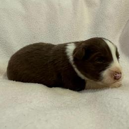 Barney - Chocolate male Border Collie puppy in Surgoinsville, Tennessee from Smokey Mountain Vizslas