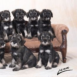 Standard Schnauzer Puppies from Goldwynn Standard Schnauzers