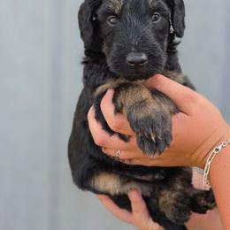 Cashew - Black tri-color male Aussiedoodle puppy in Lithia, Florida from Waterford Doodle Farm