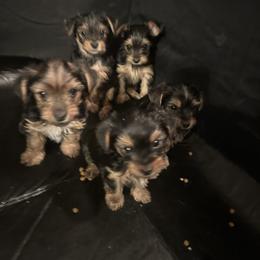 Yorkshire Terrier puppies from PUPS “ R” US