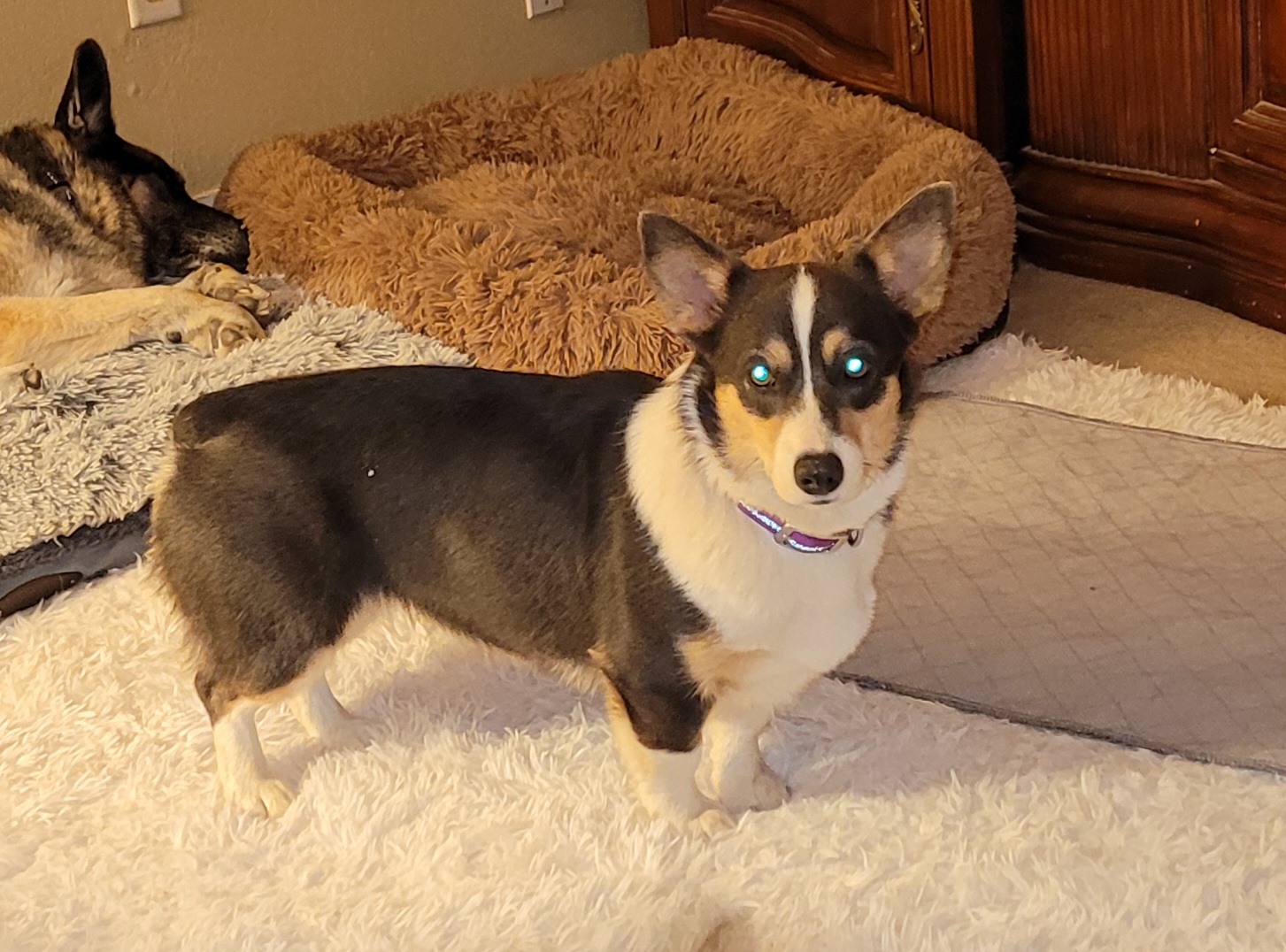 Nelle - Pembroke Welsh Corgi