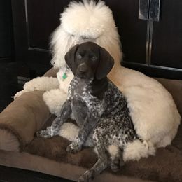 German Shorthaired Pointer Puppies from Ocean Point Kennels