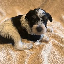 Thaddeus - Parti male Miniature Schnauzer puppy in Crestview, Florida from 850Schnauzers