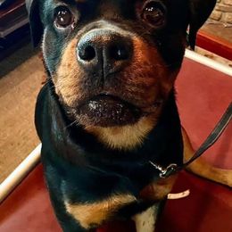 Rottweilers from Jen Freilich