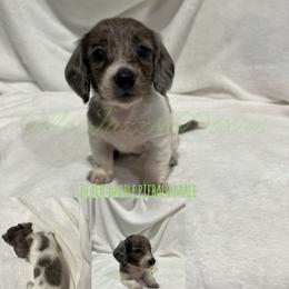 Dachshund Puppies from McJazzin Doxies