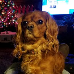 Duke - Cavalier King Charles Spaniel