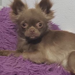 Snickers - Chihuahua