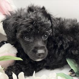 Poodle Puppies from Lixira Poodles