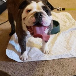 Opal - Bulldog