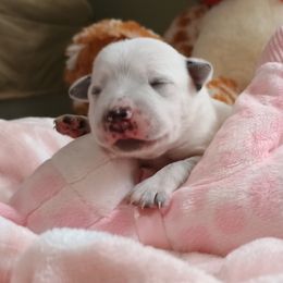 Luna - Blue mottled female Australian Cattle Dog puppy in Fife Lake, Michigan from Kurczak Farm LLC