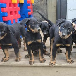 Beauceron puppies from Beaucerons Des Vents