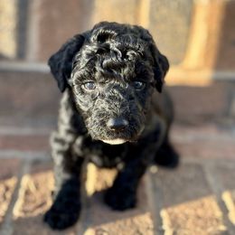 Cinnamon roll - Black female Goldendoodle puppy in Gastonia, North Carolina from Crowders Creek Doodles