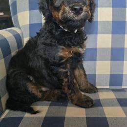 Archie - Sable male Bernedoodle puppy in Galt, Missouri from Only Doodles!
