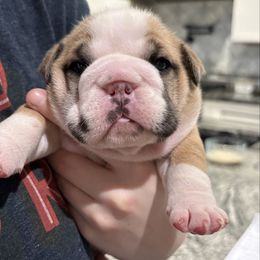 Video:  Tart - Fawn female Bulldog puppy in Geraldine, Alabama from Rathbone Bulldogs