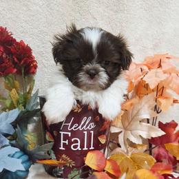 Chocolate Spotted Boy - Liver and white male Shih Tzu puppy in Vinita, Oklahoma from Locust Creek Shih Tzu & Havanese