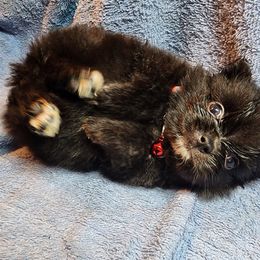 Pomeranian Puppies from Ramos' Pommies