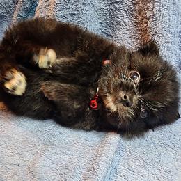 Pomeranian Puppies from Ramos' Pommies