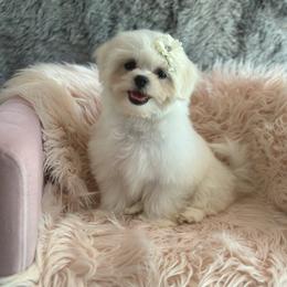 Charlotte - White female Maltese puppy in Vinton, Louisiana from Dreams & Love Maltese