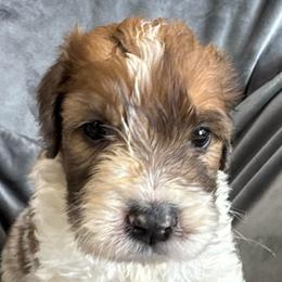 Girl 1 - Orange and white female Saint Berdoodle puppy in San Antonio, Texas from Mammoth Doodles