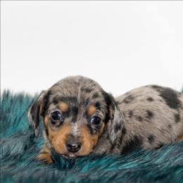 Male 1 - Dapple male Dachshund puppy in Childress, Texas from Taylor Farms